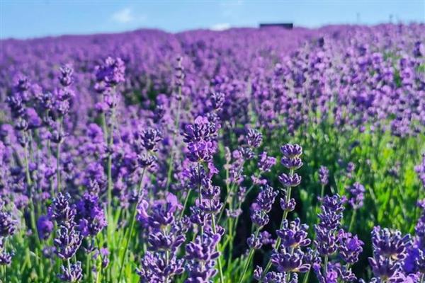 办公室适合摆放的花草，推荐薄荷、常春藤等