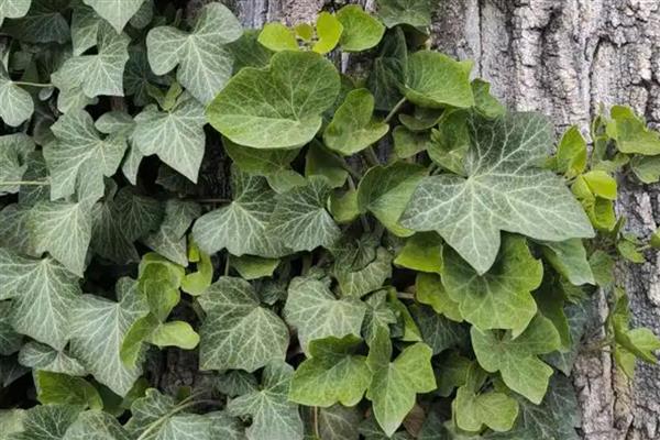 办公室适合摆放的花草，推荐薄荷、常春藤等