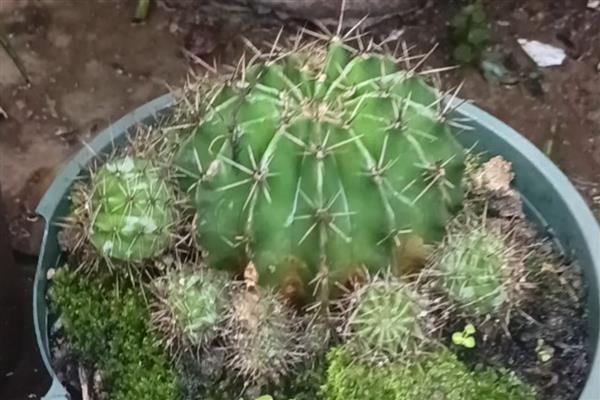 办公室适合摆放的花草，推荐薄荷、常春藤等