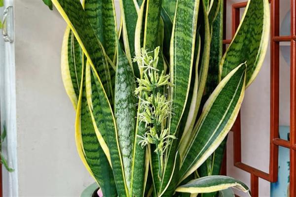 办公室适合摆放的花草，推荐薄荷、常春藤等