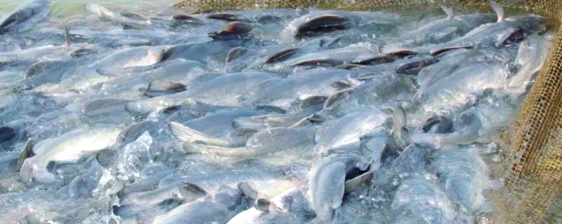 江团鱼简介,是常见的食用型鱼类