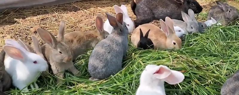 饲养兔子有哪些注意事项，需每天更换饮用水