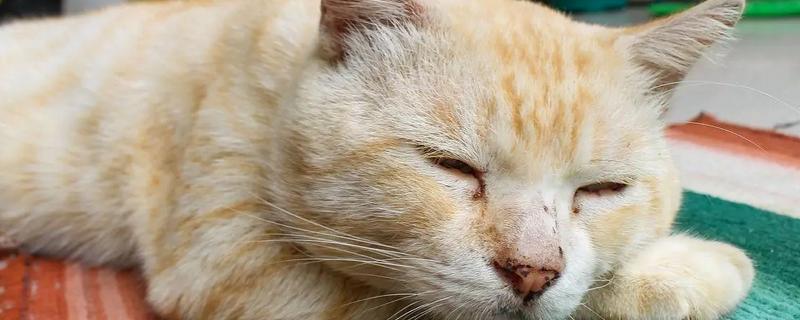 猫感冒的分类,分普通感冒与病毒性感冒