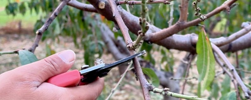 桃树的修剪注意事项,遵循轻剪少去的原则