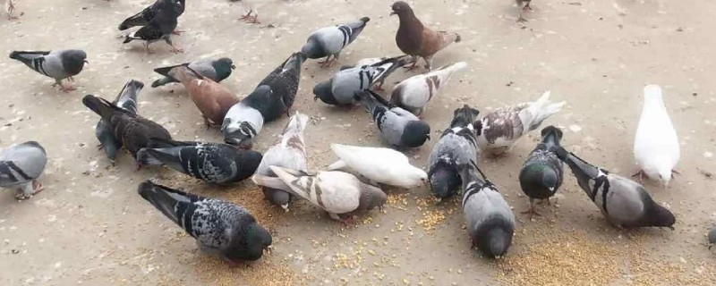 鸽子飞走了多少天能回来，一般在当天或者隔天回来