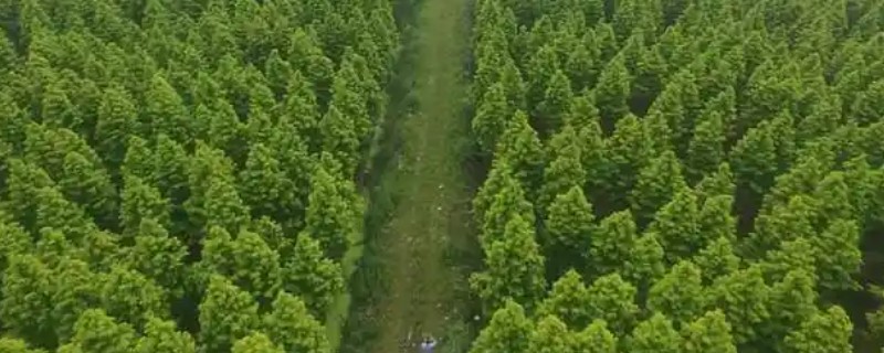 50亩苗圃的成本,第1年的总成本为15万元左右