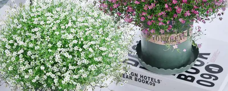 满天星烂根怎么处理,需及时剪掉烂根