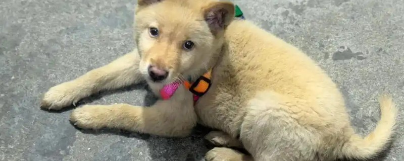 为什么狗狗会厌食,可能是频繁加餐所致