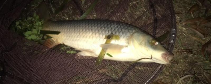 晚上钓鲤鱼怎么钓,选择甜味和清香味的食物作为饵料