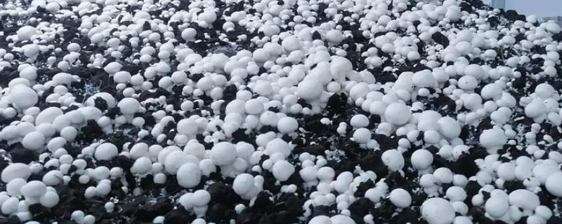 双孢菇如何种植，首次翻堆在建堆6天后