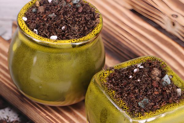 金边虎尾兰能不能在家养护，养在家里可吸收有害气体