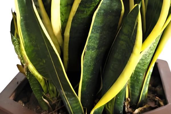 金边虎尾兰能不能在家养护，养在家里可吸收有害气体