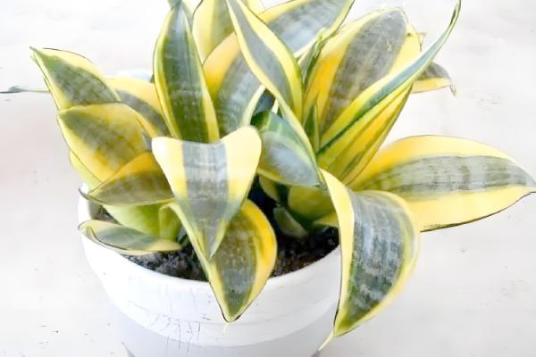 金边虎尾兰能不能在家养护，养在家里可吸收有害气体