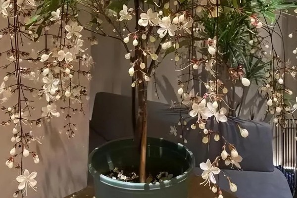 垂枝茉莉小苗当年可以开花吗，当年能开花