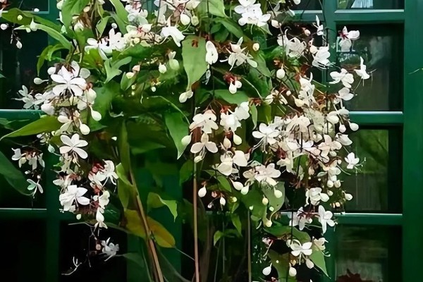 垂枝茉莉小苗当年可以开花吗，当年能开花