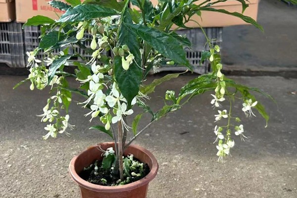 垂枝茉莉小苗当年可以开花吗，当年能开花