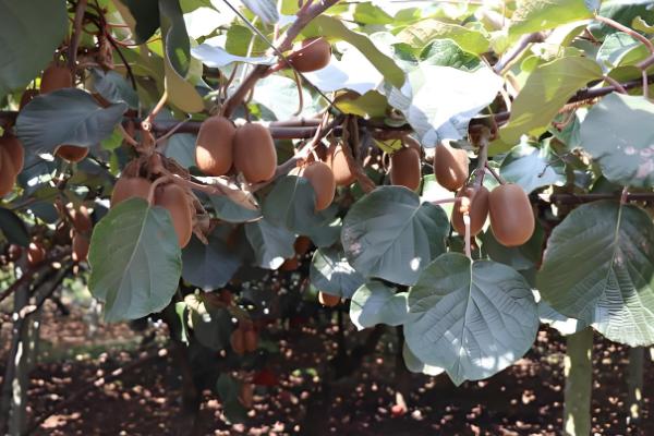 红心猕猴桃的种植前景,具有广阔的市场前景