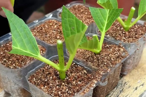 绣球怎么扦插,把半木质化的健康枝条插入土壤中