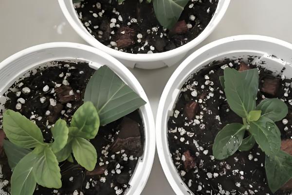 绣球怎么扦插,把半木质化的健康枝条插入土壤中