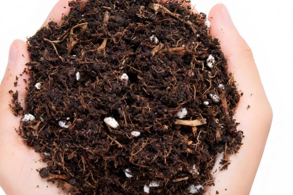 绣球怎么扦插,把半木质化的健康枝条插入土壤中