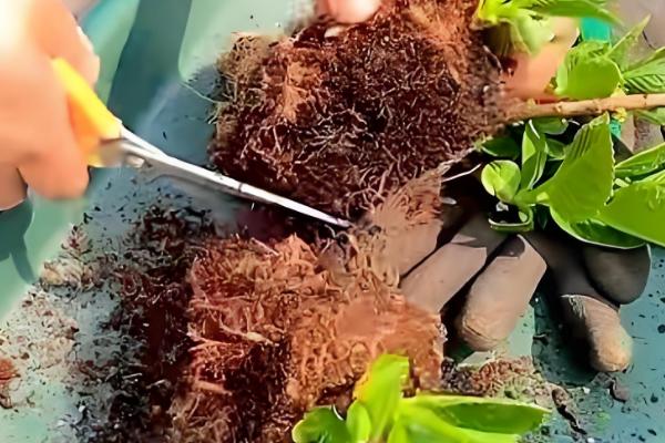 绣球怎么扦插,把半木质化的健康枝条插入土壤中