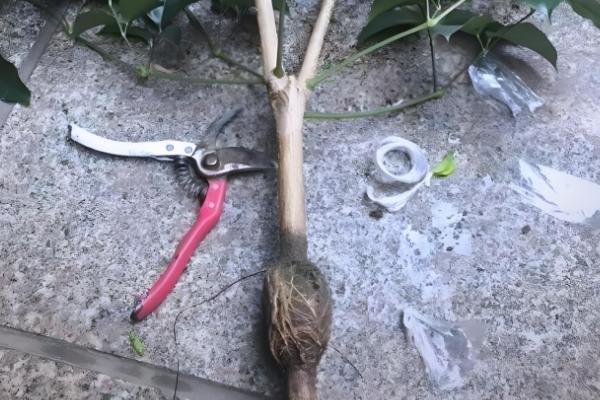 绣球怎么扦插,把半木质化的健康枝条插入土壤中