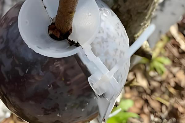 绣球怎么扦插,把半木质化的健康枝条插入土壤中