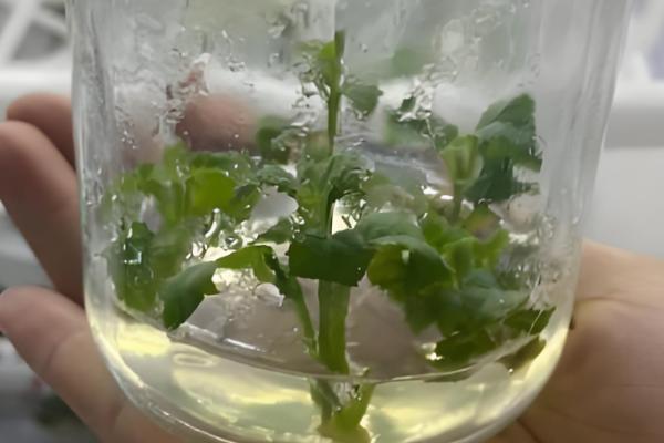 绣球怎么扦插,把半木质化的健康枝条插入土壤中