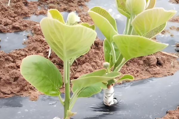 红心猕猴桃的种植前景,具有广阔的市场前景