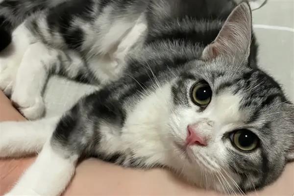 猫肚子胀气的原因，过度进食或消化不良会引发胀气