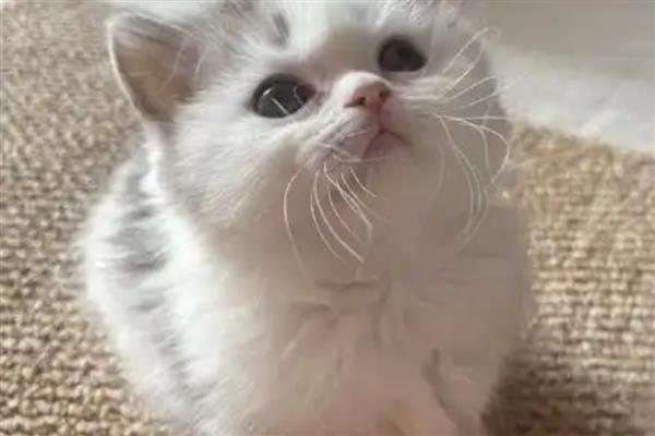 猫肚子胀气的原因，过度进食或消化不良会引发胀气