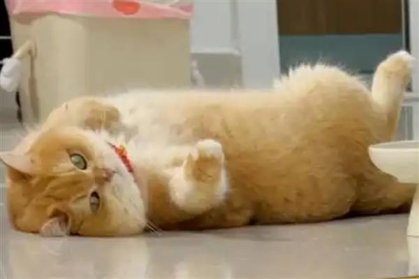 猫肚子胀气的原因，过度进食或消化不良会引发胀气