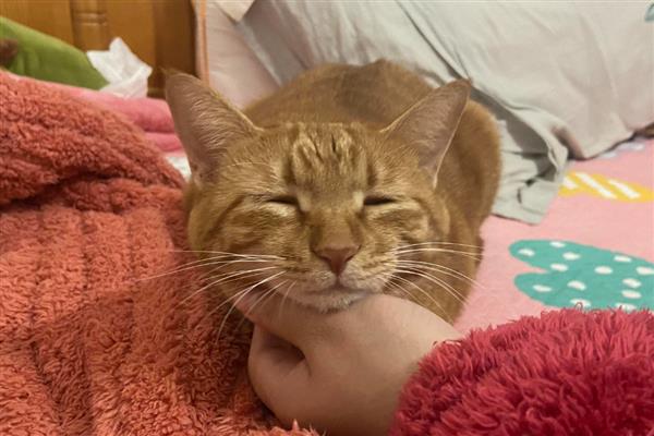 猫肚子胀气的原因，过度进食或消化不良会引发胀气