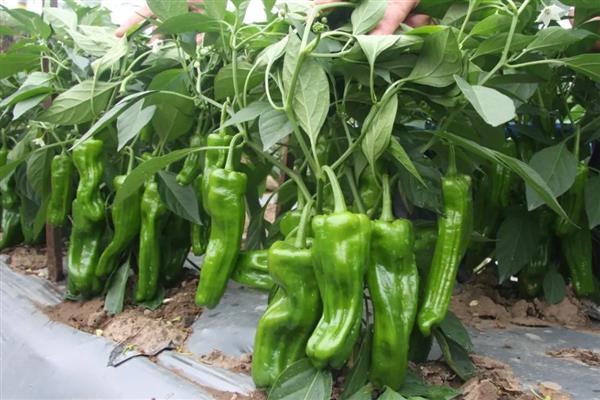 如何栽培辣椒,长出3-4片叶时再移栽