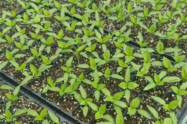 如何栽培辣椒,长出3-4片叶时再移栽