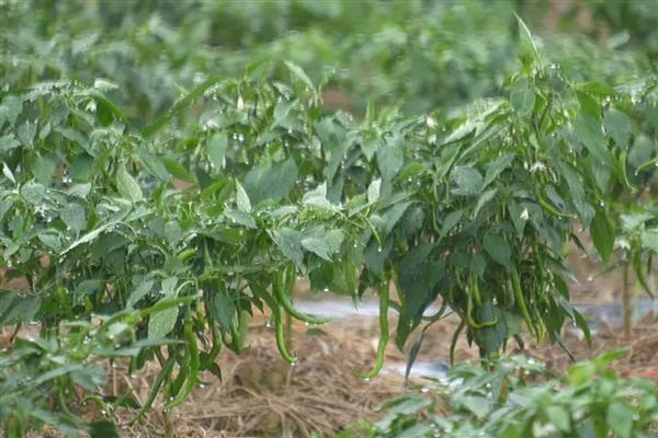 如何栽培辣椒,长出3-4片叶时再移栽