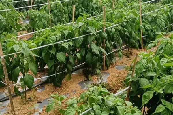 如何栽培辣椒,长出3-4片叶时再移栽