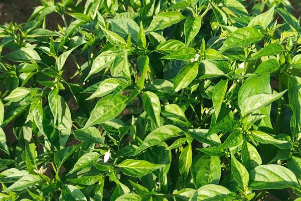 如何栽培辣椒,长出3-4片叶时再移栽