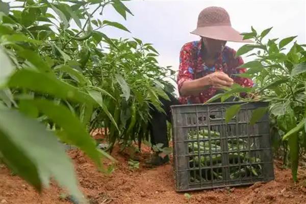 如何栽培辣椒,长出3-4片叶时再移栽