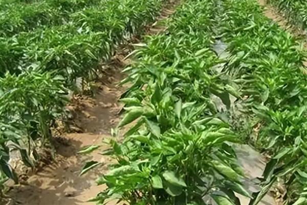 如何栽培辣椒,长出3-4片叶时再移栽