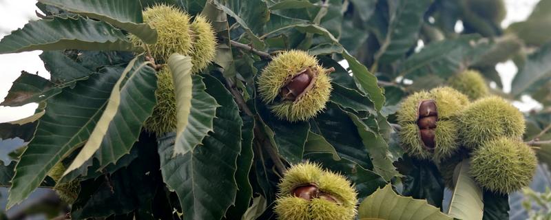 种植板栗有哪些注意事项，适宜的是在8-15度