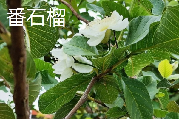 番石榴与石榴的区别,前者属于桃金娘科、后者属于石榴科