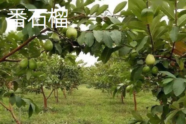 番石榴与石榴的区别,前者属于桃金娘科、后者属于石榴科
