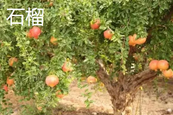 番石榴与石榴的区别,前者属于桃金娘科、后者属于石榴科