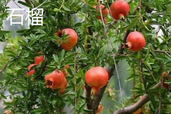 番石榴与石榴的区别,前者属于桃金娘科、后者属于石榴科