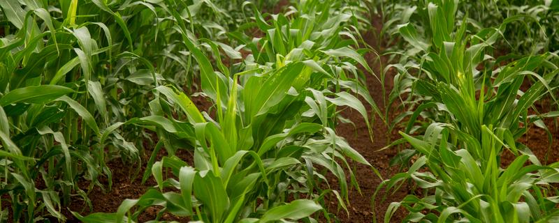 玉米怎么种植，每亩地栽培5000株左右