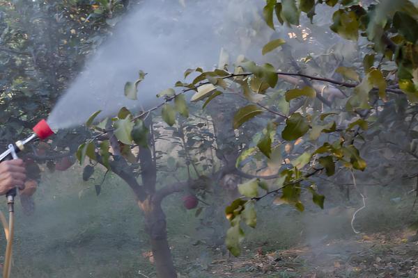 果树怎么施肥，萌芽前主施氮肥