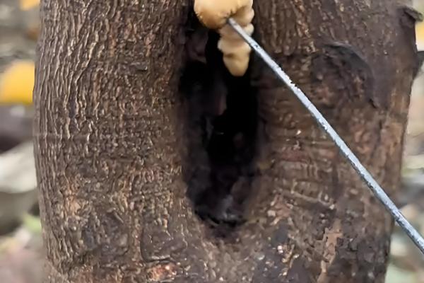 果树怎么施肥，萌芽前主施氮肥