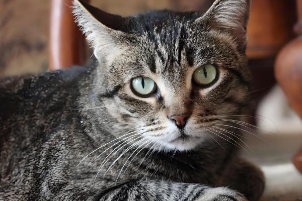 母猫适合什么时候绝育，6-7月龄首次发情时便可做手术