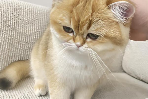 母猫适合什么时候绝育，6-7月龄首次发情时便可做手术